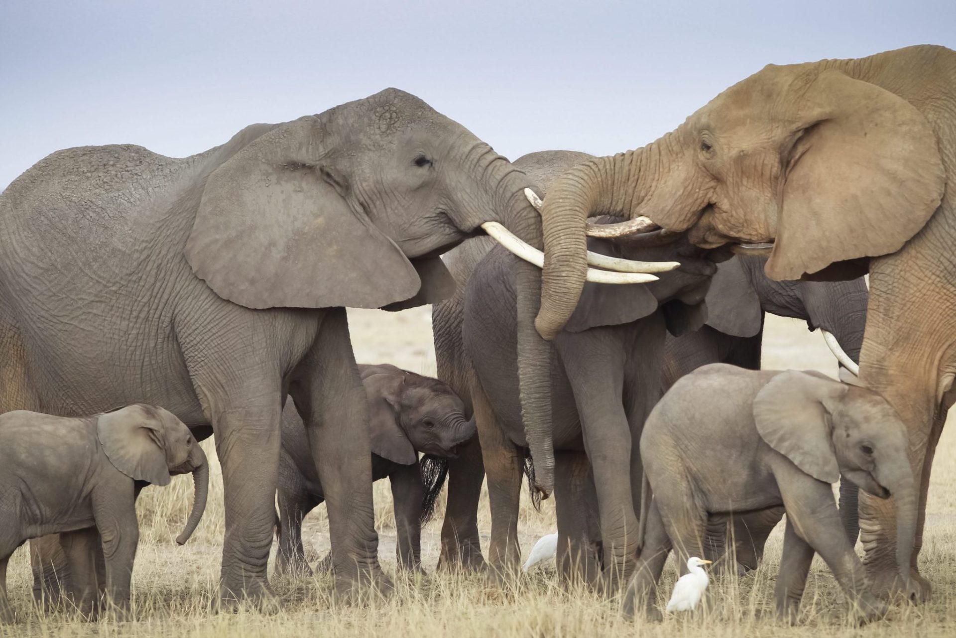 Elefantas con sus crías.