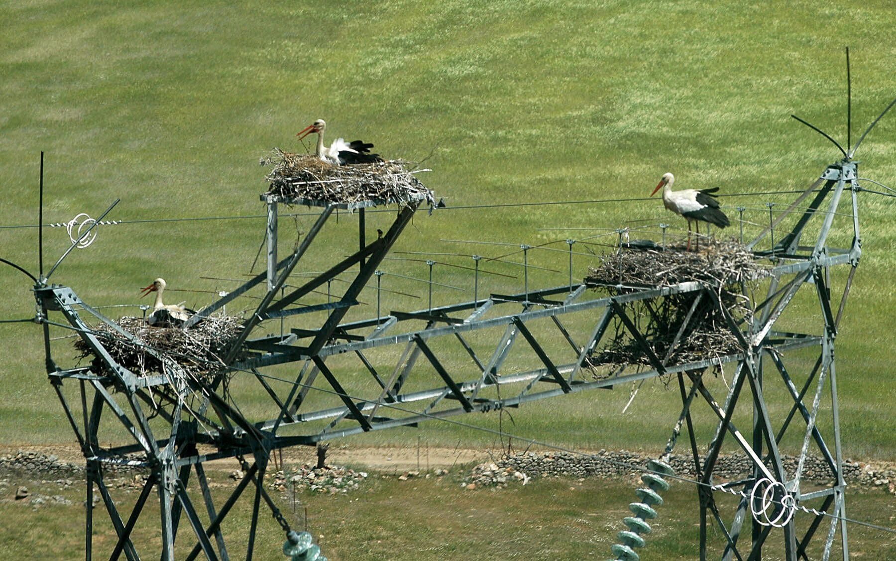 Varias cigüeñas anidan en una de las nuevas protecciones de aves de la línea de alta tensión, en una foto de archivo.
