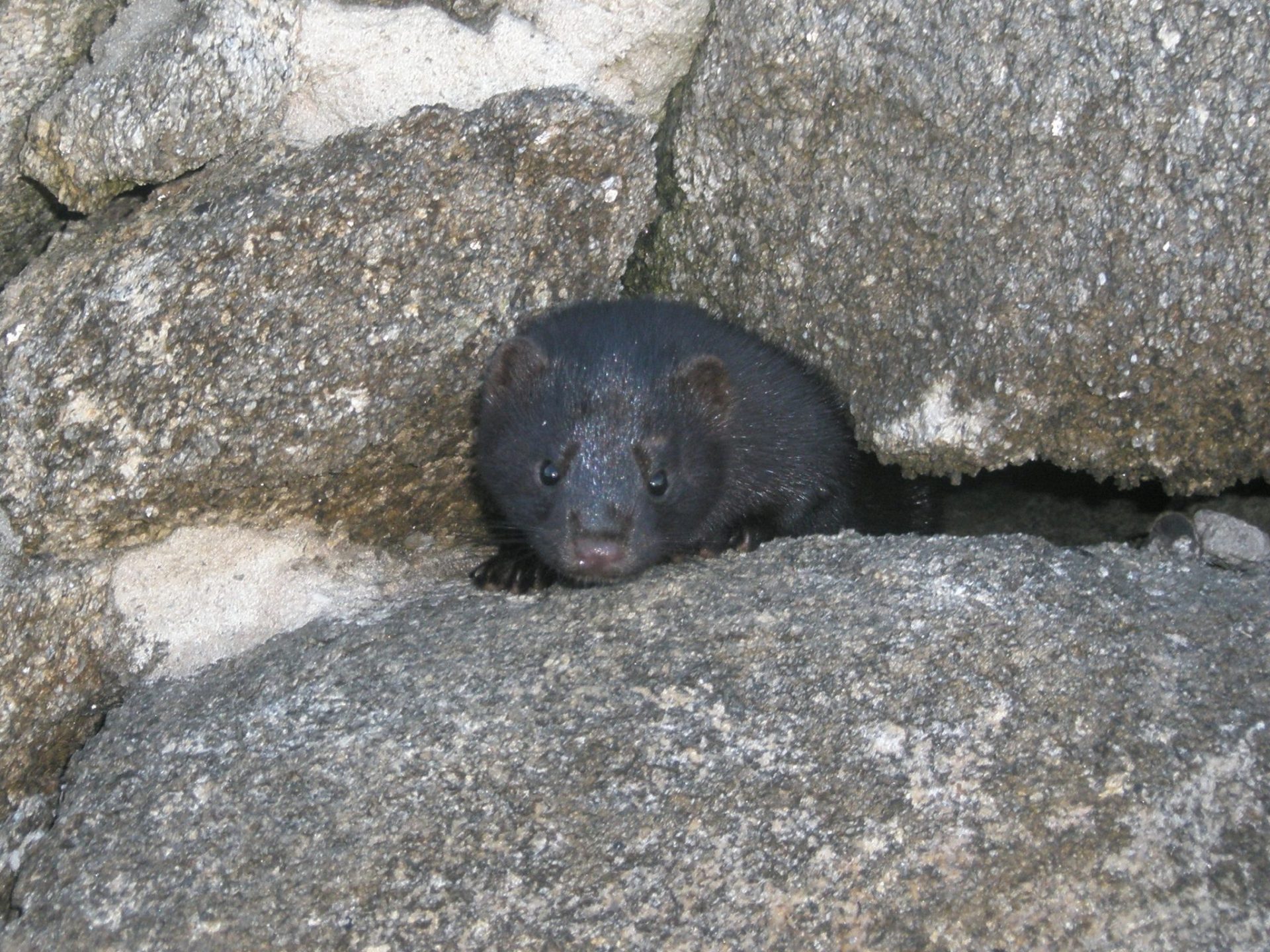 visón americano (Neovison vison), especie invasora Parque Nacional Islas Atlánticas.