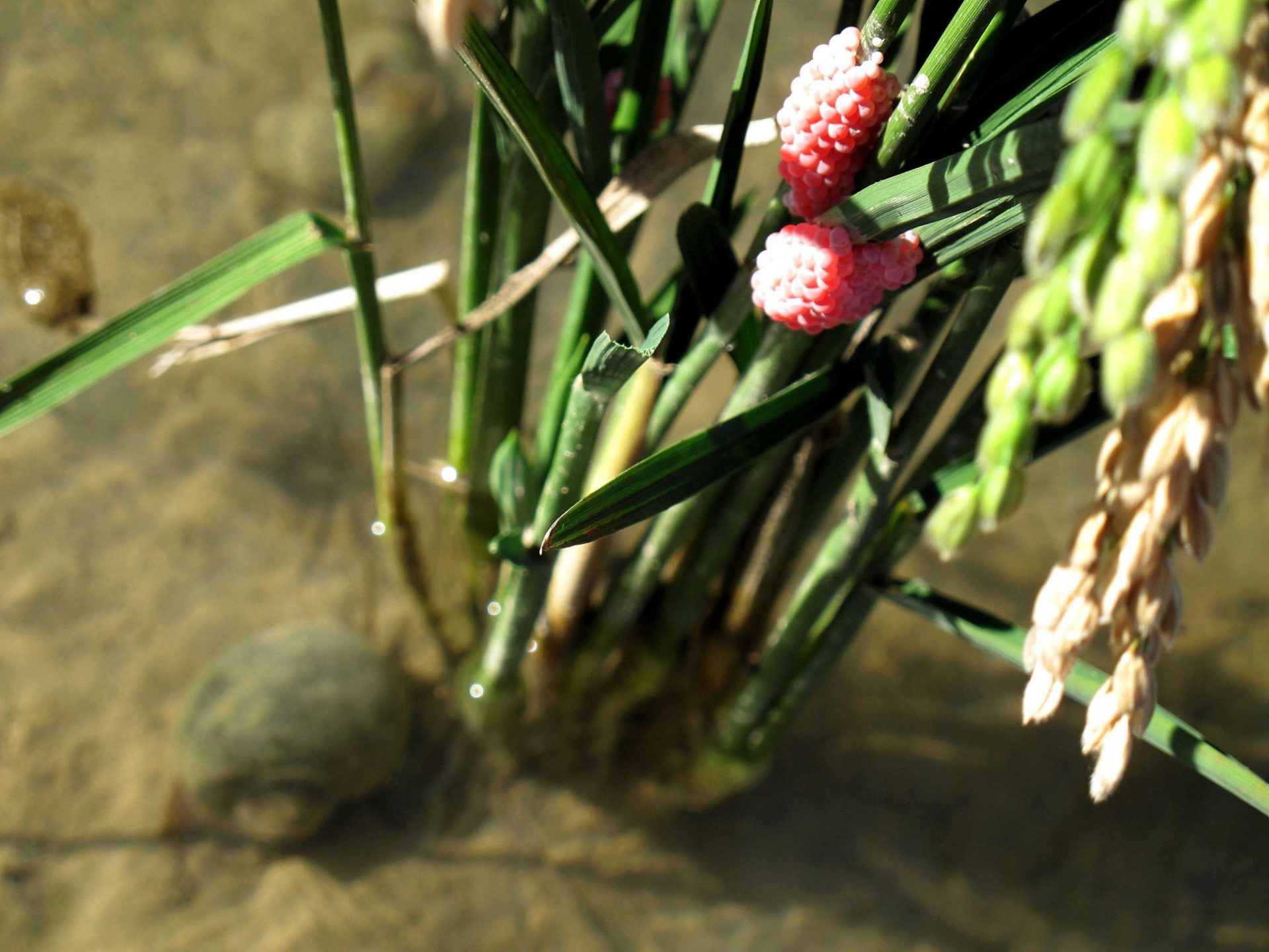 Foto de ejemplares de caracol manzana, una especie invasora del Ebro.