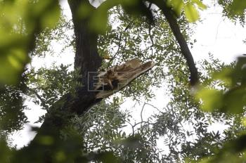 Vista del árbol cuya rama caída ha provocado la muerte de un hombre de 38 años en el parque madrileño del Retiro. EFE/JJ Guillén