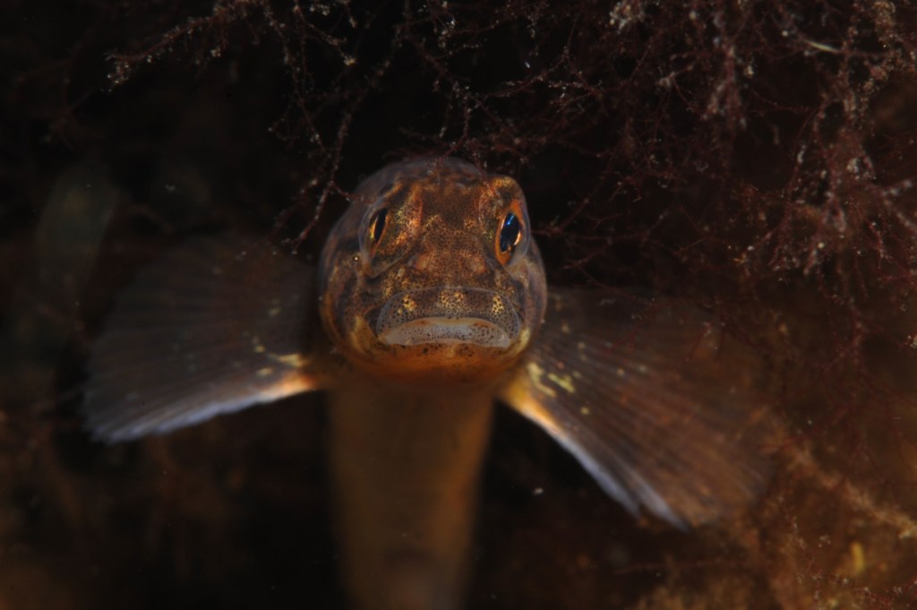 Viruela (Zoarces viviparus) © OCEANA / Carlos Minguell