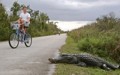 un turista tratando de evitar a un caimán en el Shark Valley, una de centros de visitantes del Parque Nacional de los Everglades.