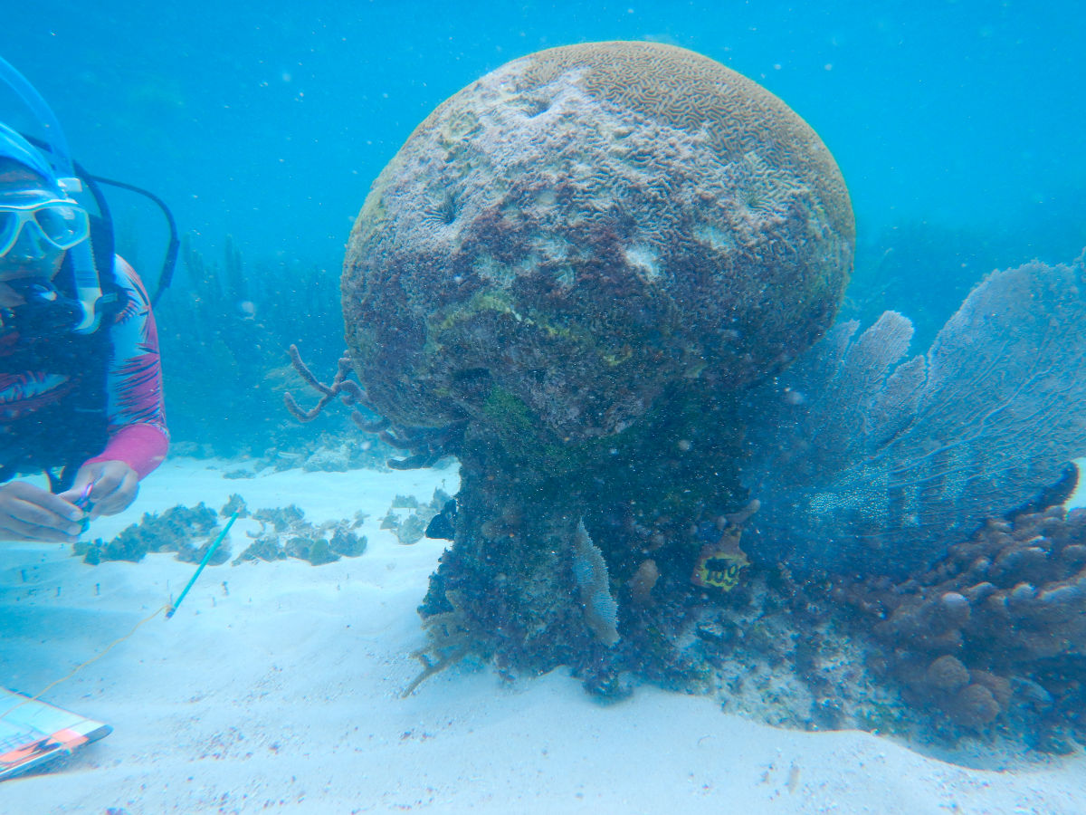 Expertos advierten del rápido deterioro del Arrecife Mesoamericano