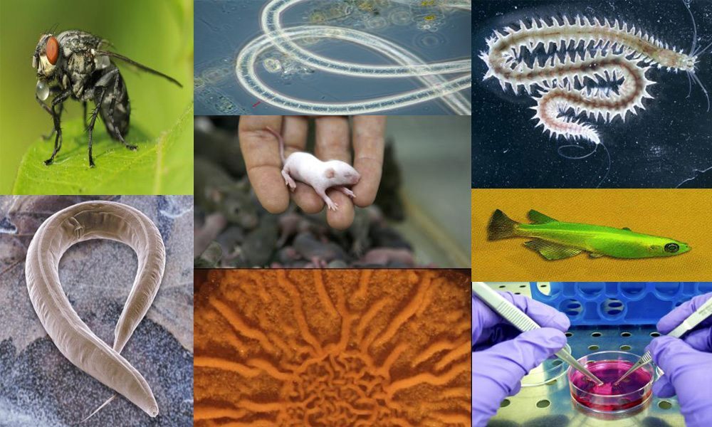 Montaje de ejemplares más usados en los laboratorios.