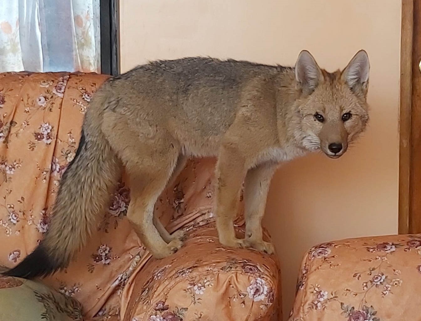 zorro Antonio domesticado