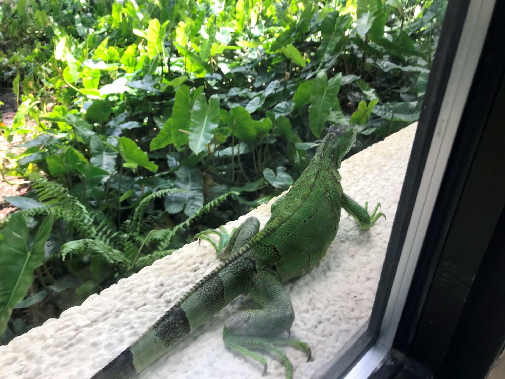 iguanas verdes y tegus