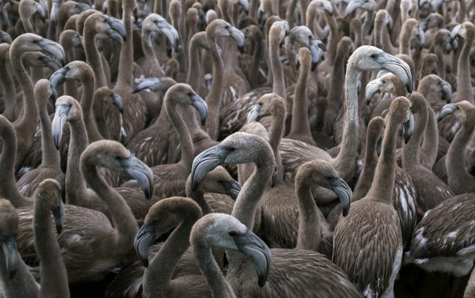 Foto de archivo de un grupo de pollos de flamenco rosa en el Paraje Natural Marismas del Odiel. 