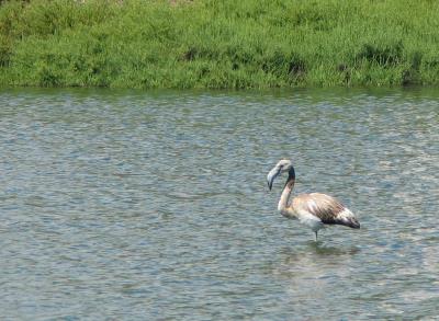 Un flamenco joven en el humedal de Els Muntanyans (Tarragona). EFE Jaume Sellart
