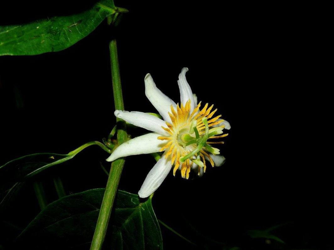 Nueva especie de "Flor de la Pasión" en las montañas de Costa Rica.
