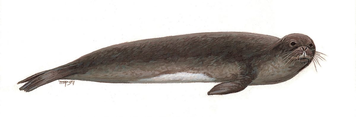 Ilustración de una foca monje del Caribe (Monachus tropicalis).