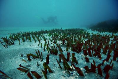 La española Adriana Vergés, del Instituto de Ciencias Marinas de la UNSW, señaló que el estudio muestra que el "picoteo excesivo de los peces tiene un profundo impacto, que desencadena la deforestación de las algas y la destrucción de los arrecifes". 