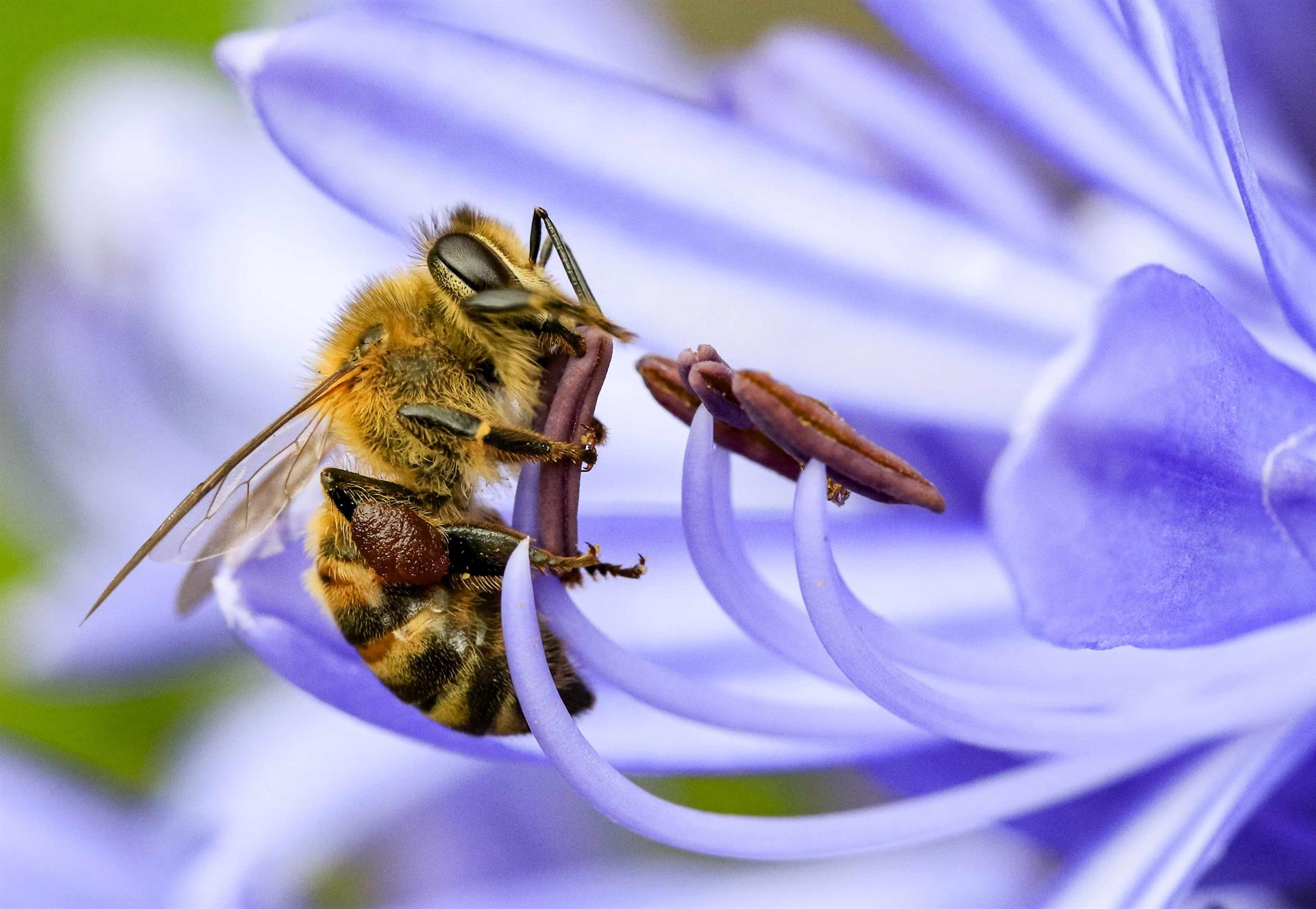 Cera de abeja  La Casa de la Miel