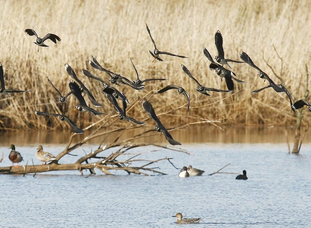 Foto de archivo de las marsimas de Alday en Santander