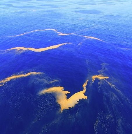 Mancha de algas. EFE/ Banco Español de Algas (BEA)