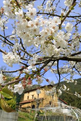 Pequeña explotación de cerezos en Barakaldo (Bilbao). 