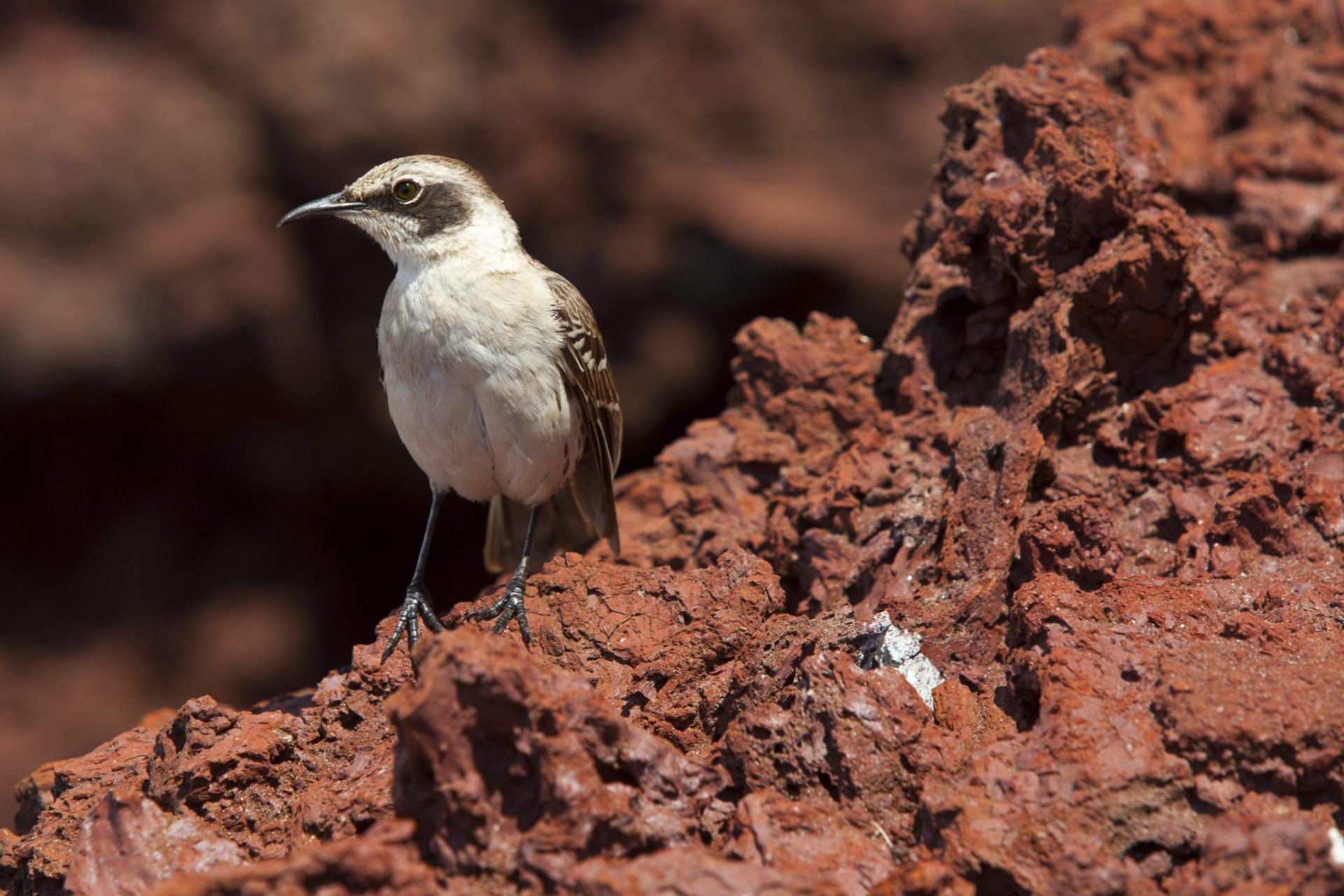 Un ave cucuma en el archipiélago de las Galápagos.