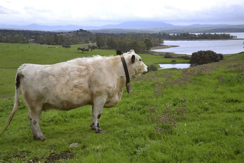 Ganadería y sostenibilidad.