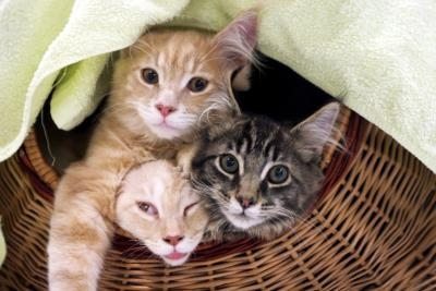 Tres gatos dentro de una cesta.