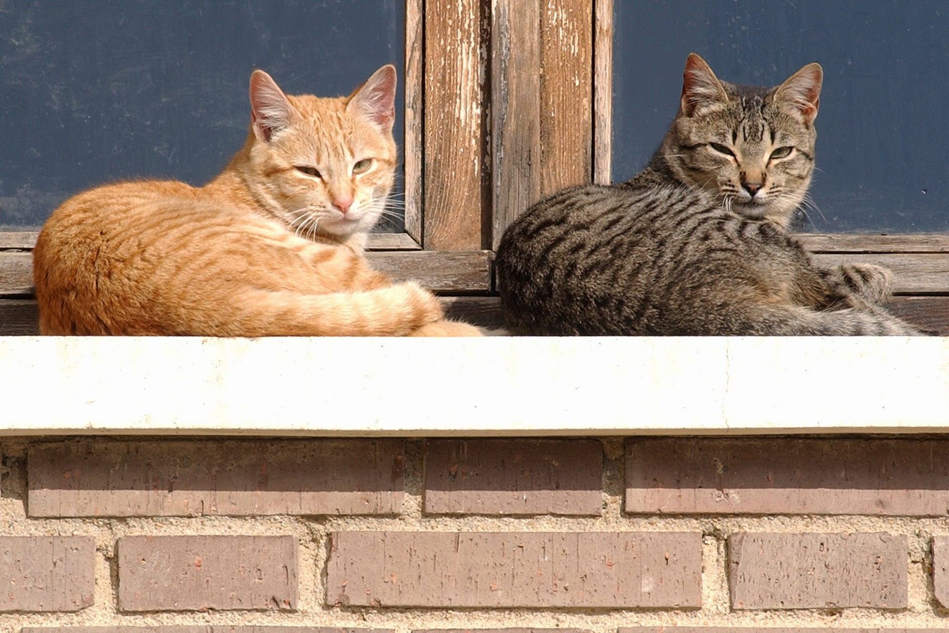 Dos gatos en el exterior de una ventana