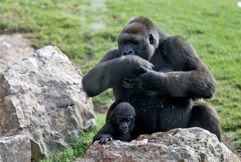 Virunga celebra su primer cumpleaños con su madre Nalani.