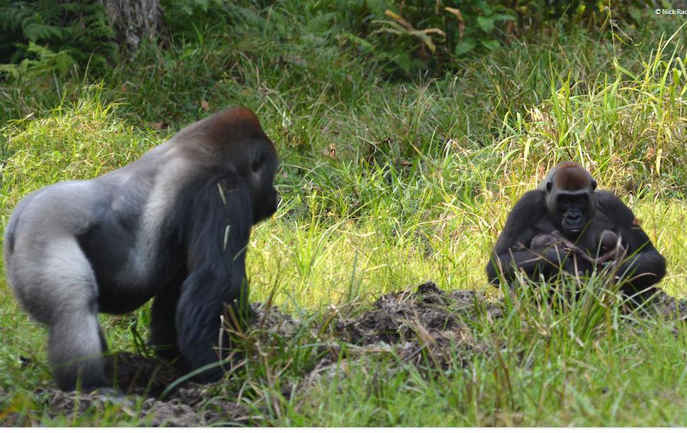 Malui amamanta a sus gemelos mientras el padre, Makumba, esta cerca para protegerlos.