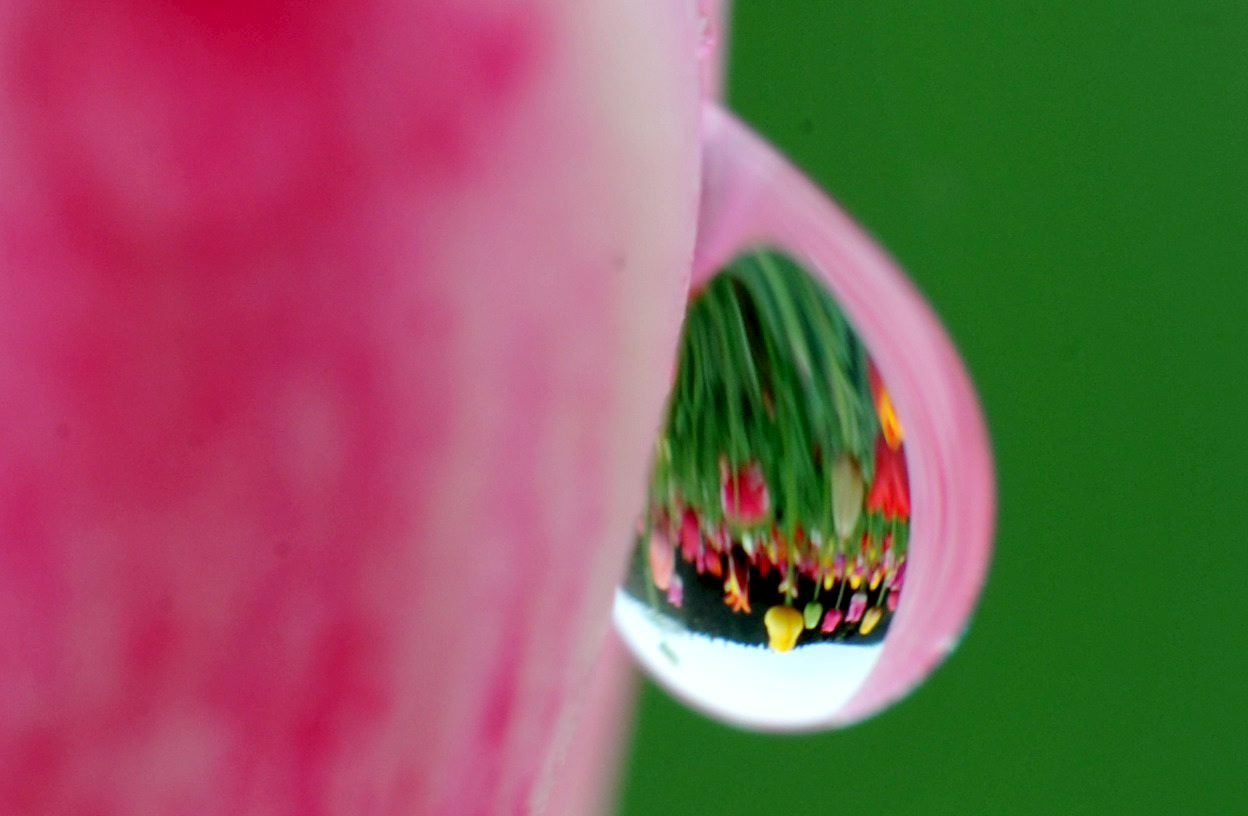 Tulipanes se reflejan en una gota de lluvia que cuelga del pétalo de otro tulipán, en Kirchzarten (Alemania).