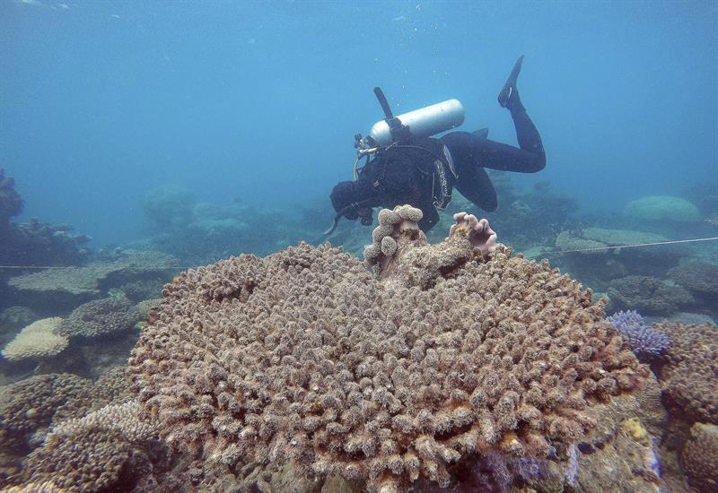 Los expertos calculan que la región septentrional de la Gran Barrera de Coral necesitará entre 10 y 15 años de tiempo para recuperar sus corales.
