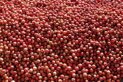 Recolección de granadas, un fruto que se cultiva en todo el Mediterráneo pero cuyo origen se sitúa en Irán.  