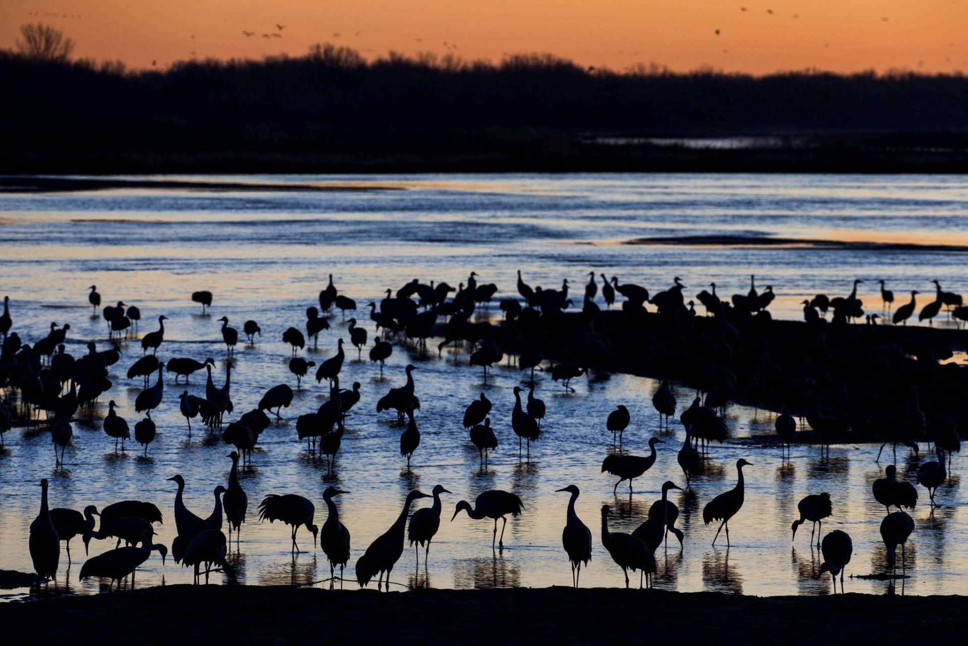 Grullas candadienses (Grus canadensis) se disponen a emprender el vuelo tras haber pasado la noche en el río Platte, en Alda, Nebraska (EEUU)