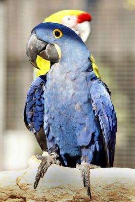 guacamayo de Lear (Anodorhynohus leari)