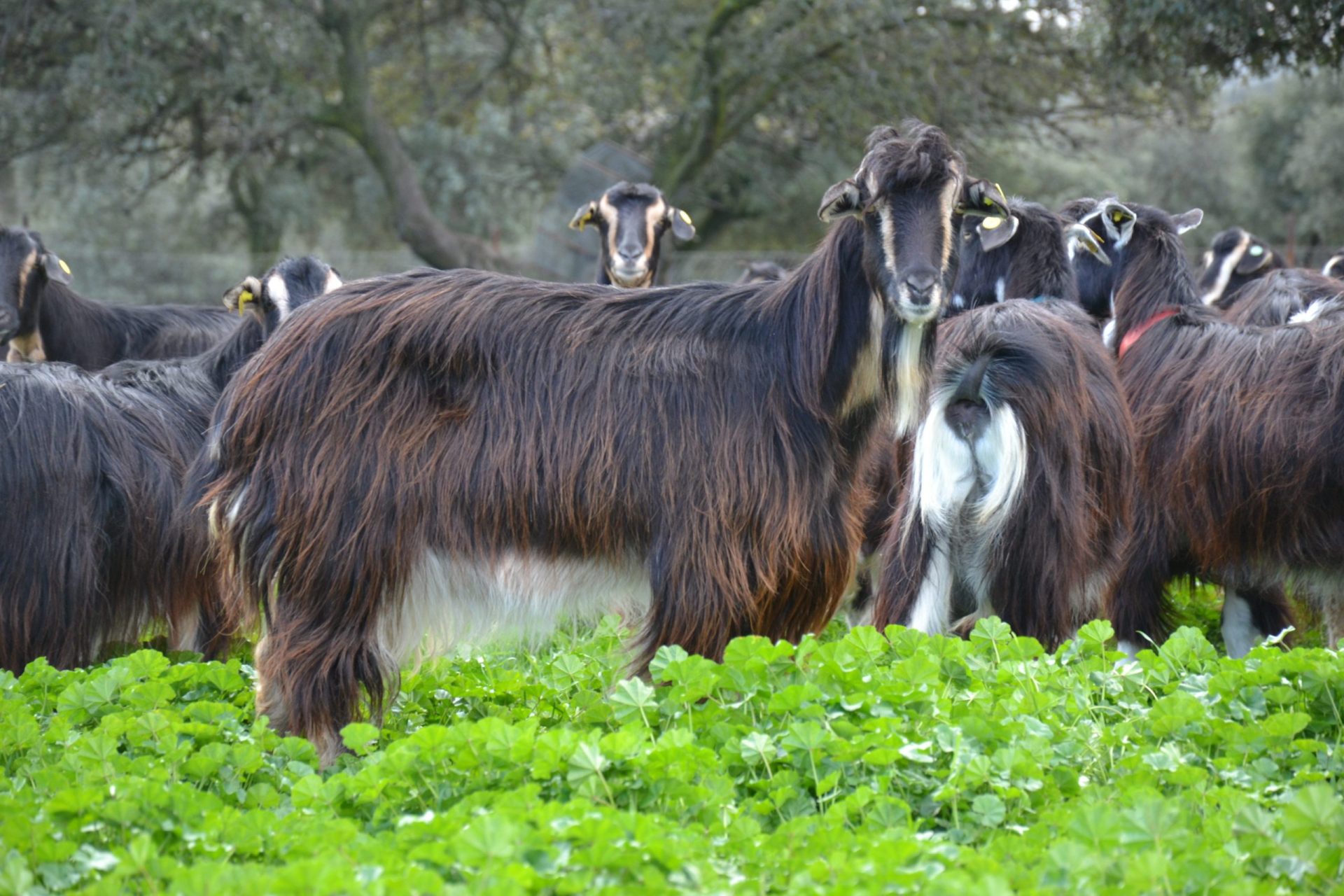 Ejemplar de cabra del Guadarrama, un animal en peligro de extinción y catalogado como "de protección especial" que está siendo recuperado en muchos espacios de la Red Natura 2000 en Madrid, Castilla y León y Castilla-La Mancha. FOTO: Raúl Casado/EFE