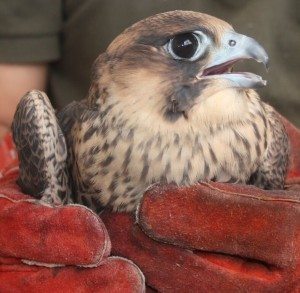 Uno de los halcones objeto de estudio y seguimiento por SEO/BirdLife a punto de ser liberado © Carlos Ponce