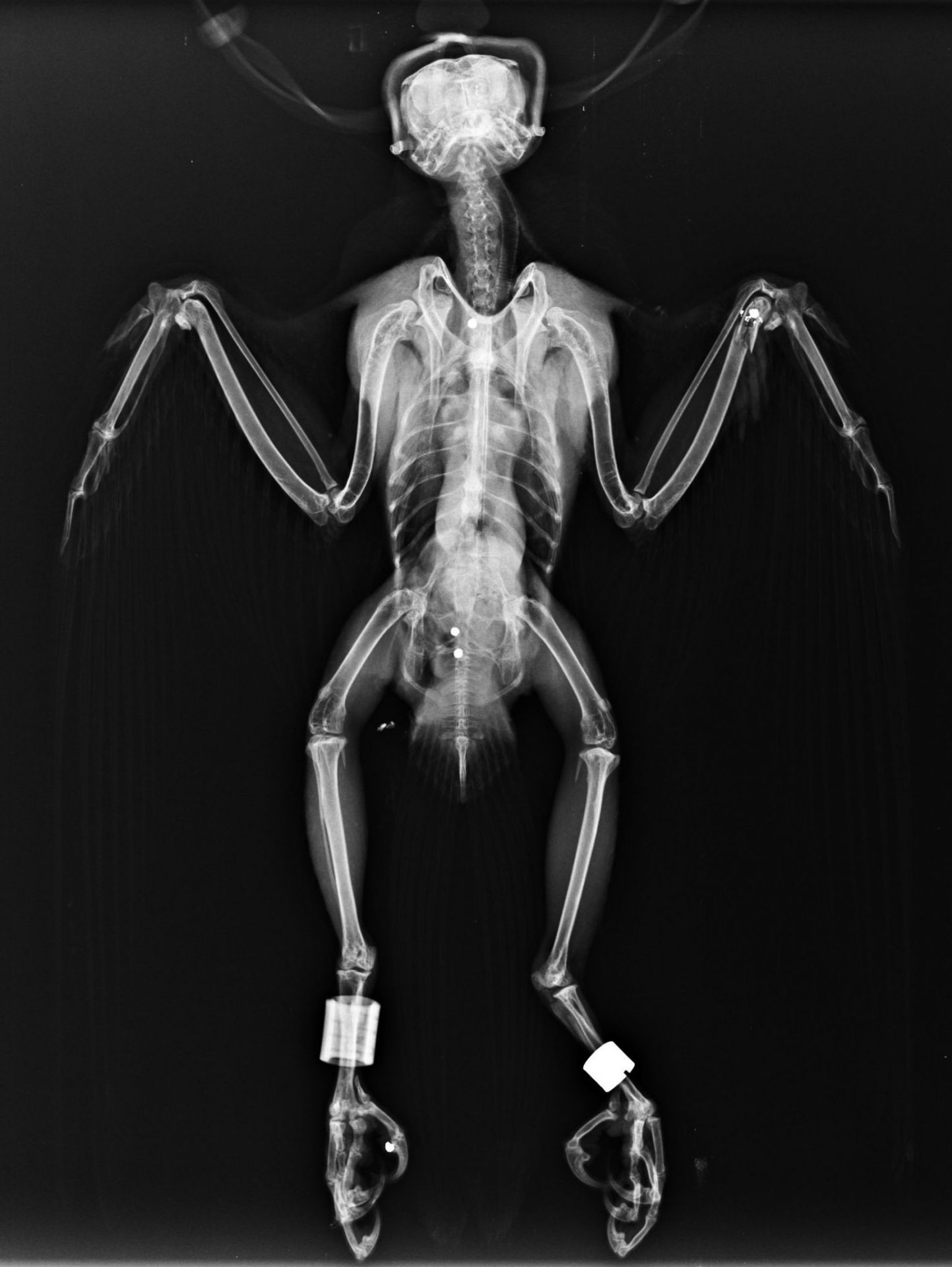 Radiografía de un halcón tiroteado, con varios perdigones en su cuerpo y las anillas con las que va marcado en las patas. Foto: GREFA.