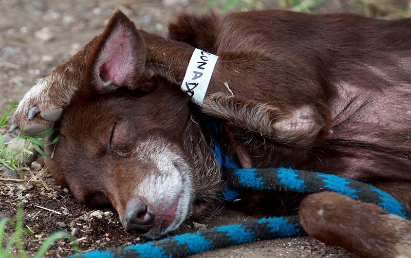 Un refugio de voluntarios, el resquicio de esperanza para los animales de mocoa.EFE/LEONARDO MUÑOZ