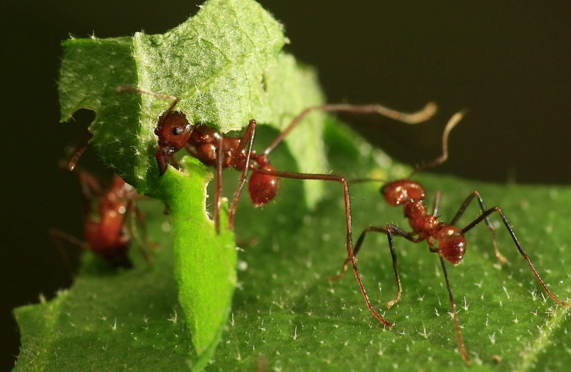 Las hormigas invasoras, terror para los ecosistemas.