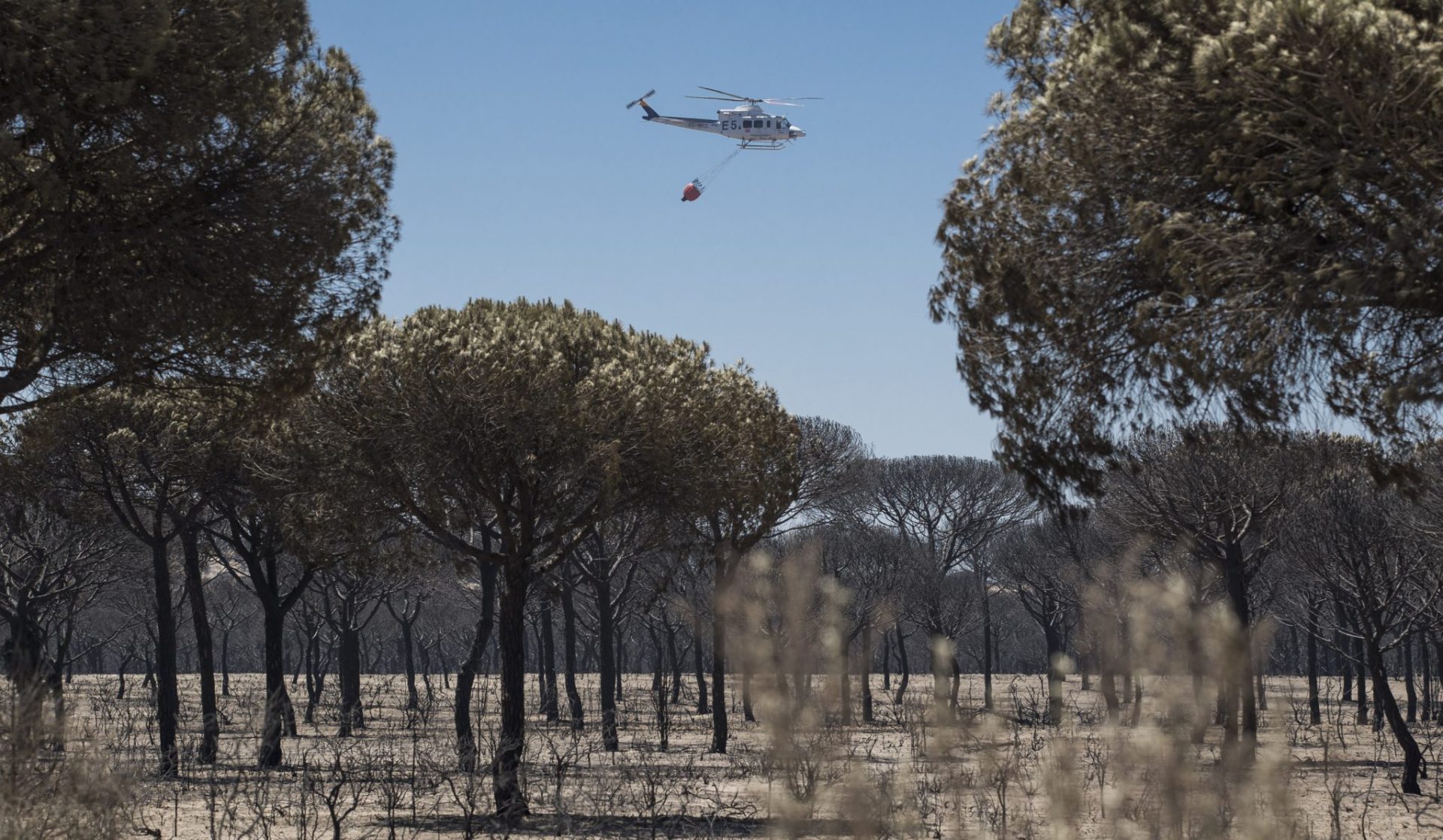 Una negligencia en una carbonería posible causa del incendio de Doñana.