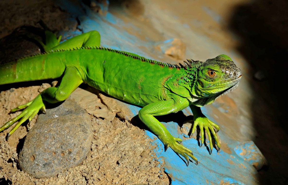 iguana verde