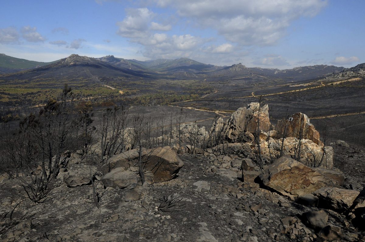 recuperacion vegetal