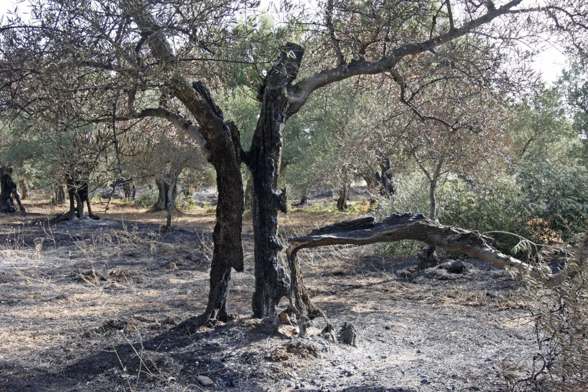 Una persona en prisión como autor de 12 incendios forestales en Cáceres.
