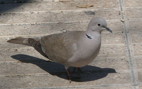 Aves y ciudades. Tórtola turca, Streptopelia decaocto / Mario Díaz