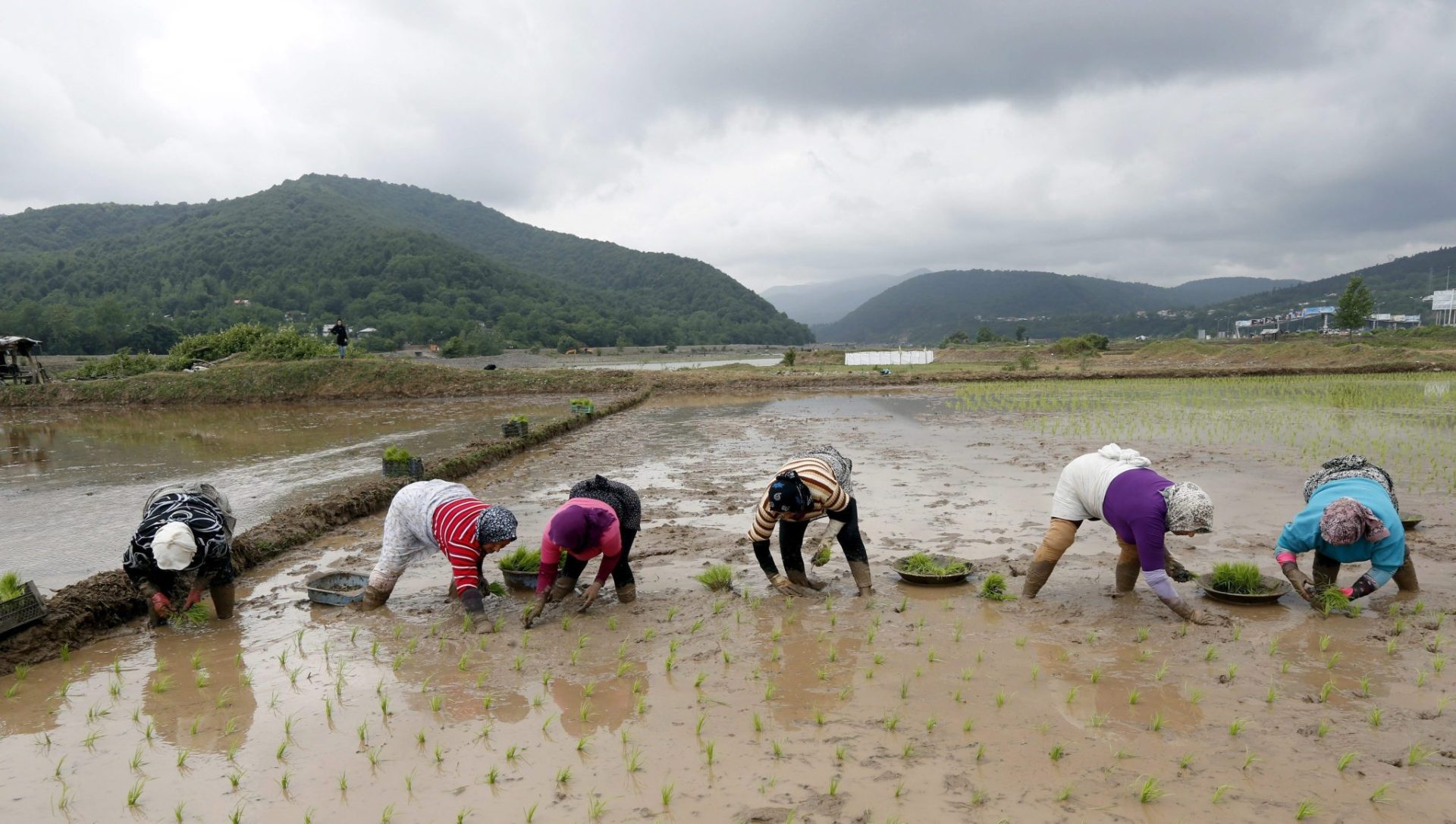 recolectoras de arroz en Irán, que busca en España soluciones para su escasez de agua.