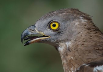 ‘Picoto’, un abejero europeo marcado con satélite en el Valle del Jerte (Cáceres), dentro del programa Migra. ©Domingo Rivera