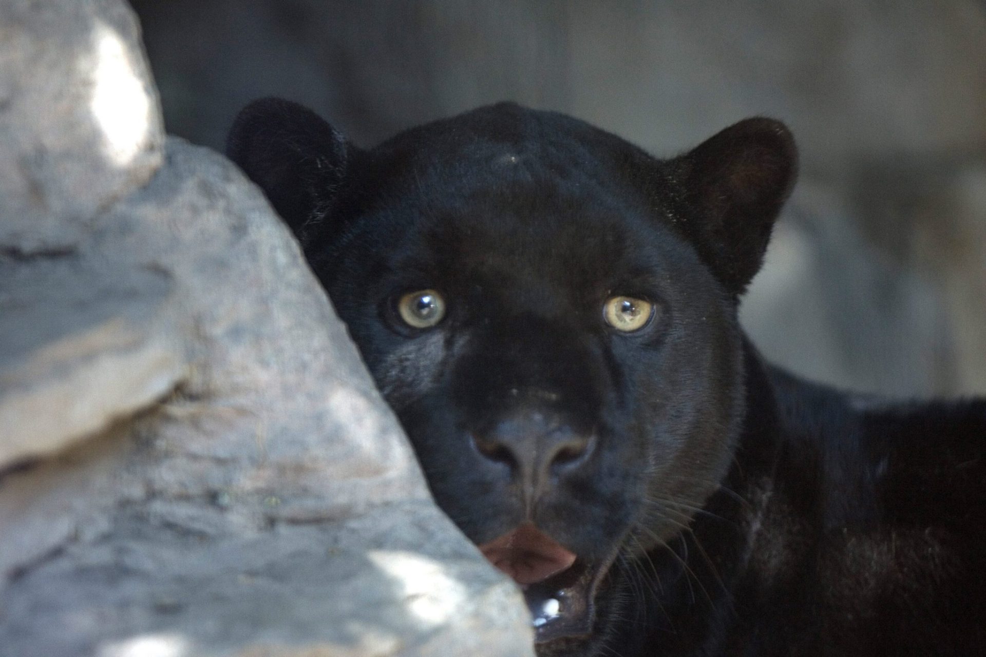 El jaguar o el ocelote, especies en peligro por el muro entre EE.UU. y México.