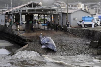 Japón planea pescar 115 cetáceos en una nueva campaña ballenera del Pacífico Norte.