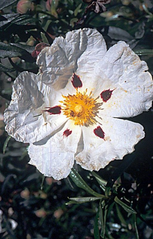 "Y se emboscó corriendo por entre estos jarales y malezas". Foto Ramón Morales  