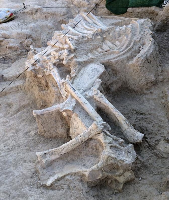 Fotografía facilitada por la Comunidad de Madrid que ha extraído en los yacimientos paleontológicos del Cerro de Batallones en Torrejón de Velasco el esqueleto más completo encontrado en España de una jirafa fósil.