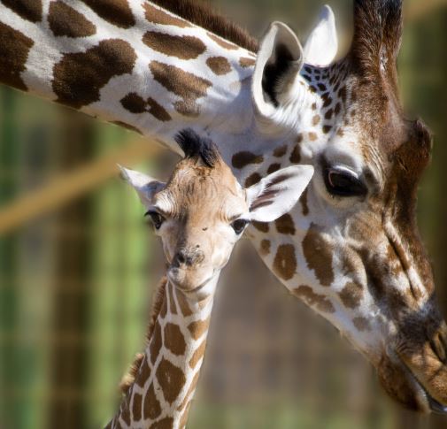 La jirafa recien nacida con su madre Bitija.