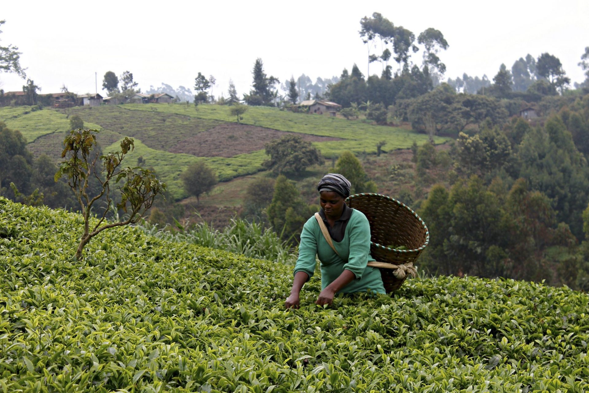 Pequeños agricultores de la provincia central de Muranga, al norte de Nairobi, luchan cada día para combatir el cambio climático, que está afectando su principal sustento de vida: el té.