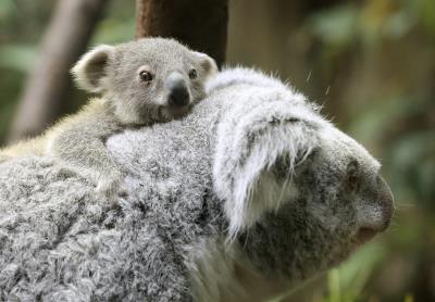 koala-EFE-ROLAND WEIHRAUCH